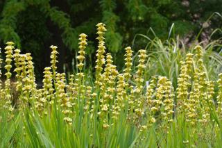 Sisyrinchium striatum