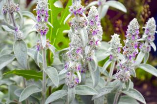 Stachys byzantina - Oreille d'ours