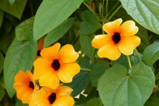 Suzanne aux yeux noirs - Thunbergia alata