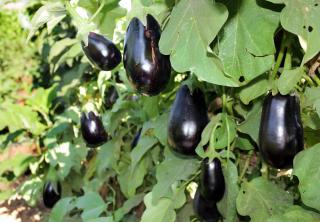 Taille aubergine