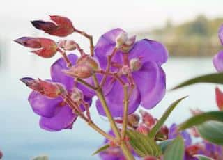 Tibouchina en pot