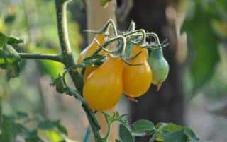 Tomate Yellow Pearshaped