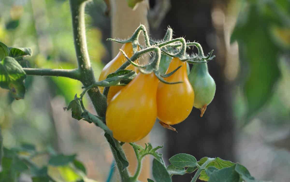 Tomate Yellow Pearshaped