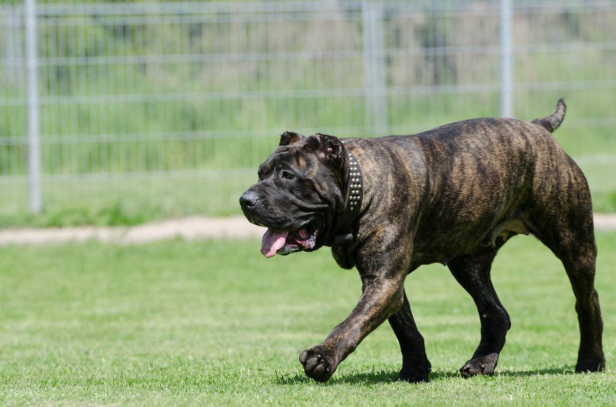 Toux du chenil chien