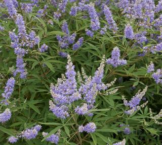 Vitex agnus-castus