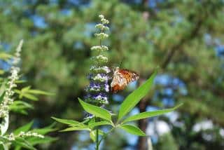 Vitex agnus-castus feuille