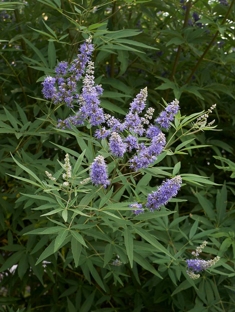 Vitex agnus-castus