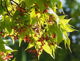 acer palmatum Osakazuki