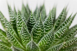 aloe dentelle - Aloe aristata