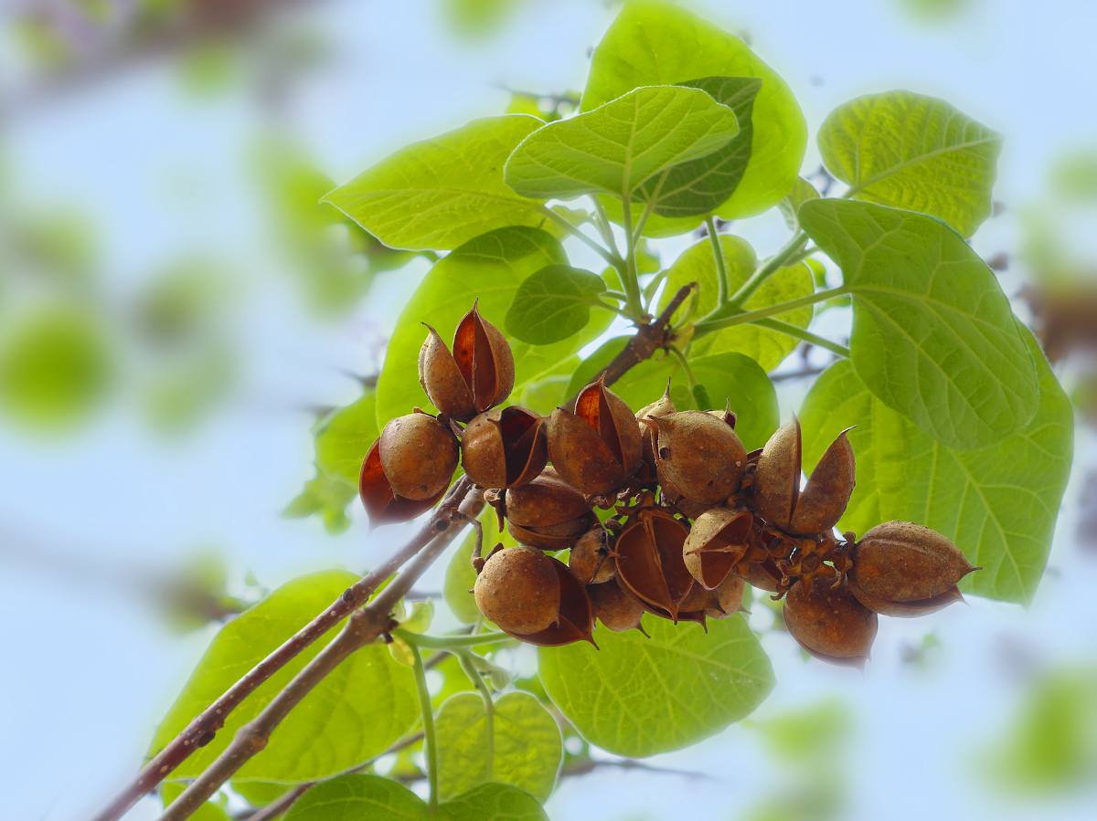 Les arbres aux fruits décoratifs : capsulse et gousses