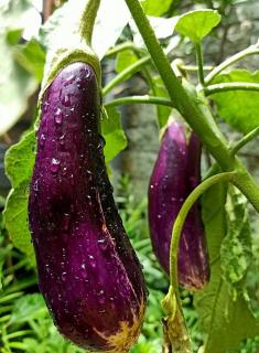 aubergine Violette longue