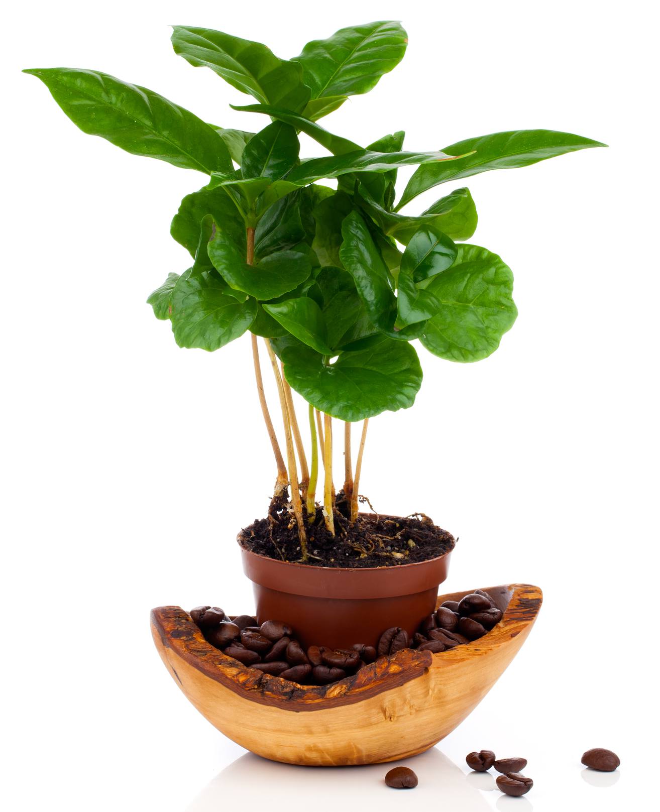 Café Graines de caféier arabique à planter (Coffea arabica)