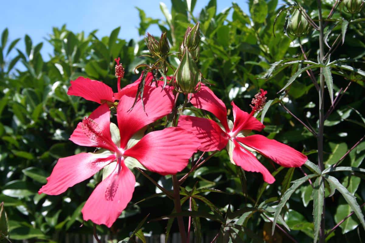 Faire un jardin exotique : choix des plantes, idées et conseils