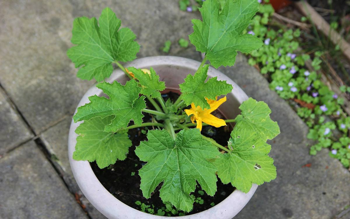 Des Courgettes : Quand Planter et Comment Cultiver