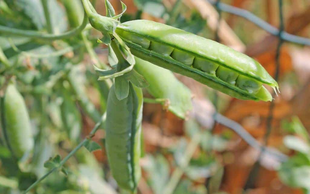 culture Petit pois en pot