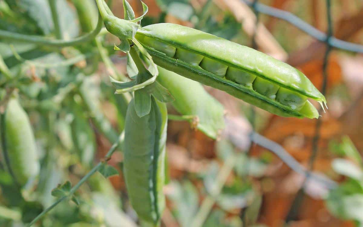 culture Petit pois en pot