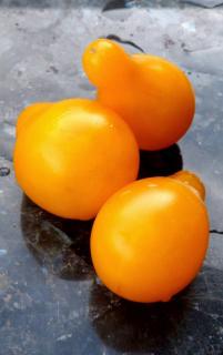 culture Tomate Yellow Pearshaped