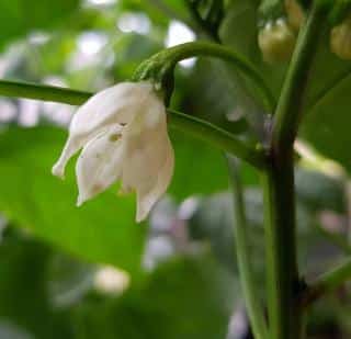 engrais aubergine