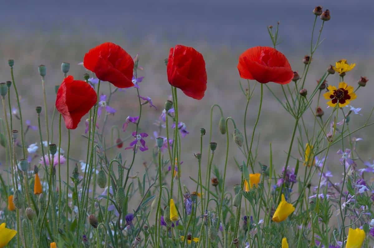 fleur annuelle facile rapide