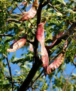 fruit gousse fevier - Gleditsia triacanthos