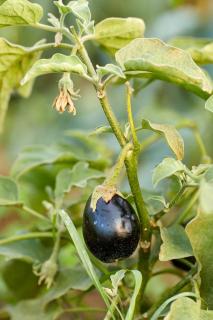 gourmand aubergine