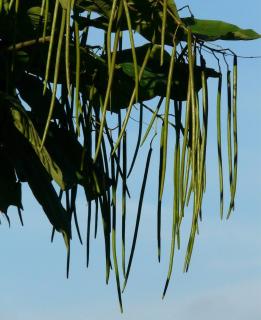 gousse fruit catalpa