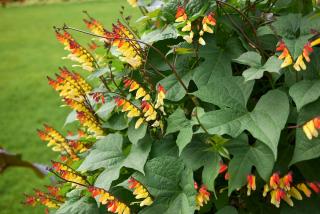 ipomoea lobata - Mina lobata - plume d'indien