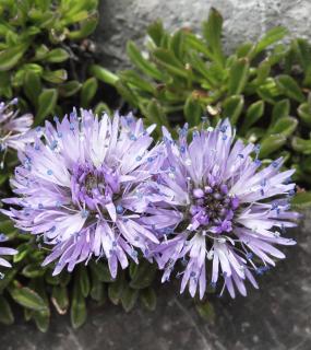 jasione vivace - Jasione laevis