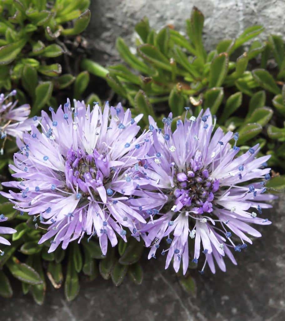 jasione vivace - Jasione laevis