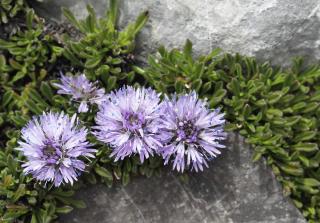 jasione vivace - Jasione laevis - Plantation