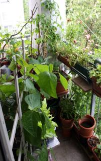 permaculture balcon terrasse