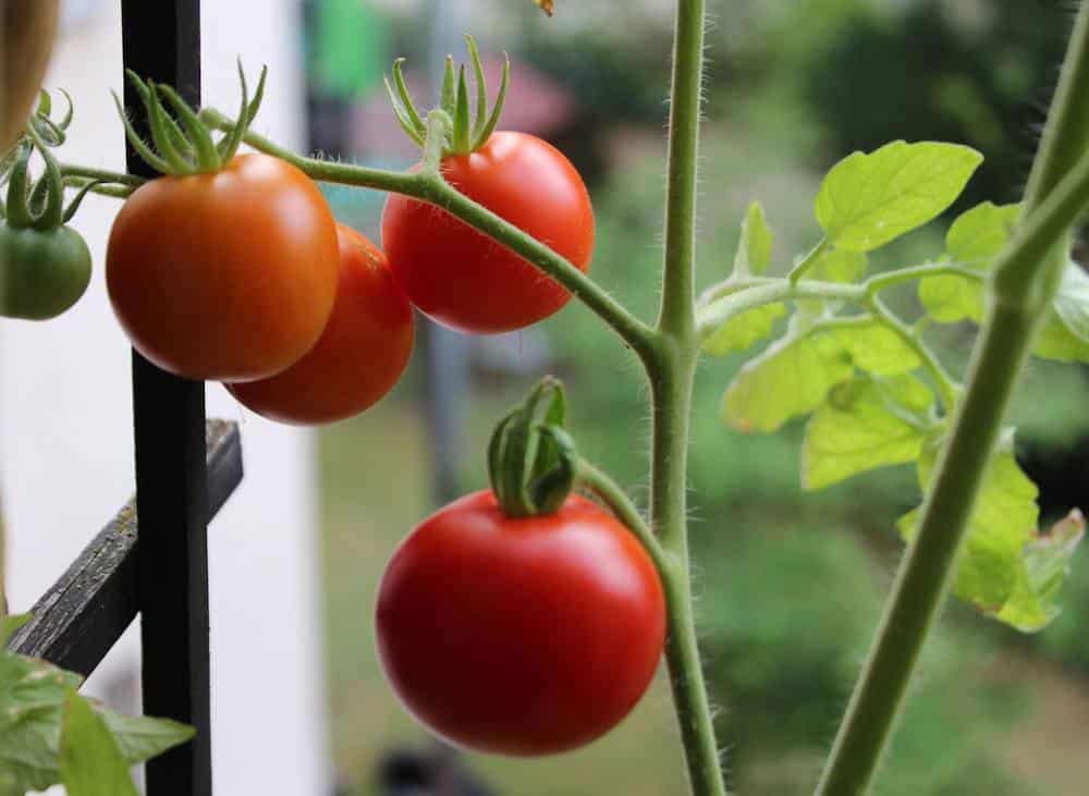 permaculture en ville urbaine