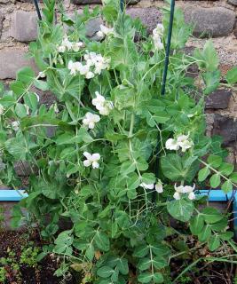 petit pois terrasse balcon