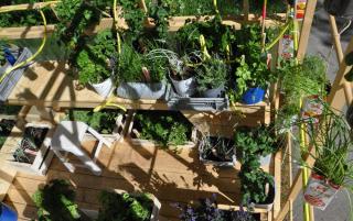 plantes pour permaculture ville balcon terrasse