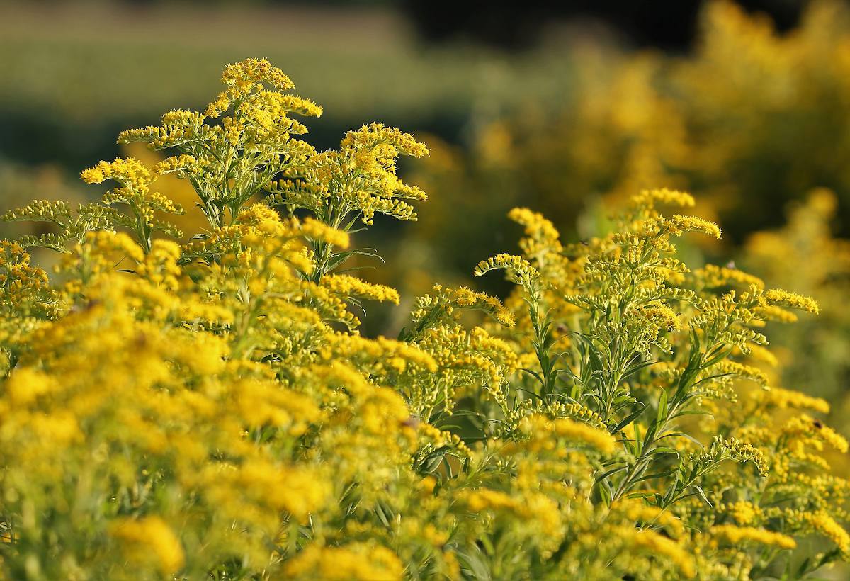 Solidago, Verge d'or : bienfaits et vertus pour la santé