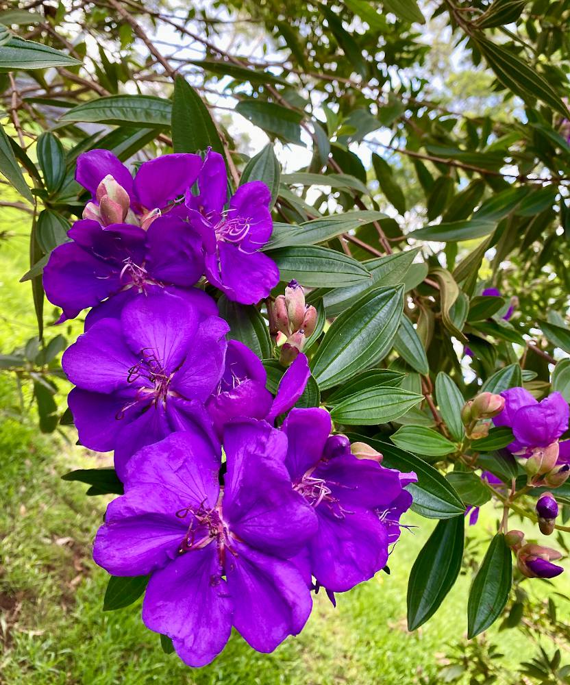 tibouchina urvilleana - tibouchine d'urville