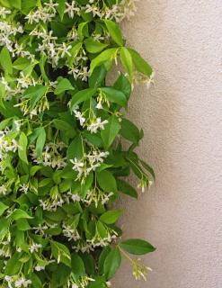 trachelospermum jasminoides en pot