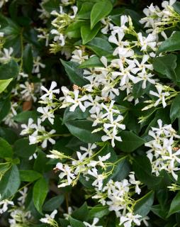 trachelospermum jasminoides plante