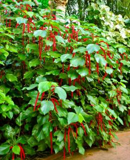 Acalypha