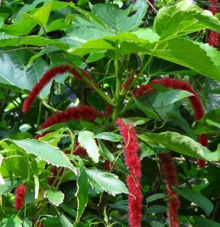 Acalypha en pot interieur