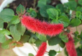 Acalypha entretien