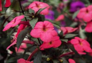 Achimenes