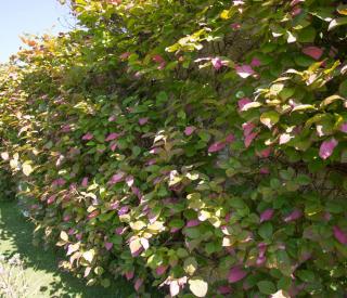 Actinidia kolomitka feuilles roses