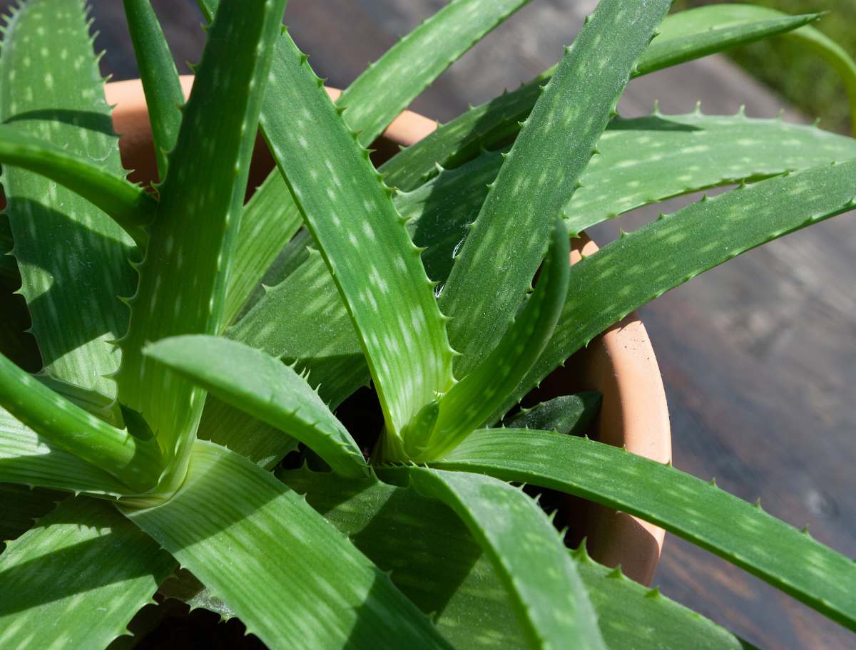 Aloe : plantation, arrosage, culture et entretien - Blog Promesse