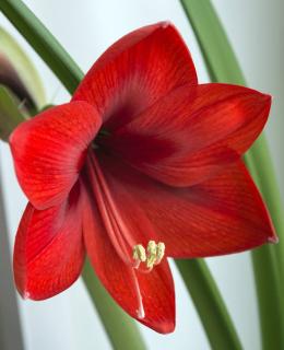 Amaryllis red lion rouge