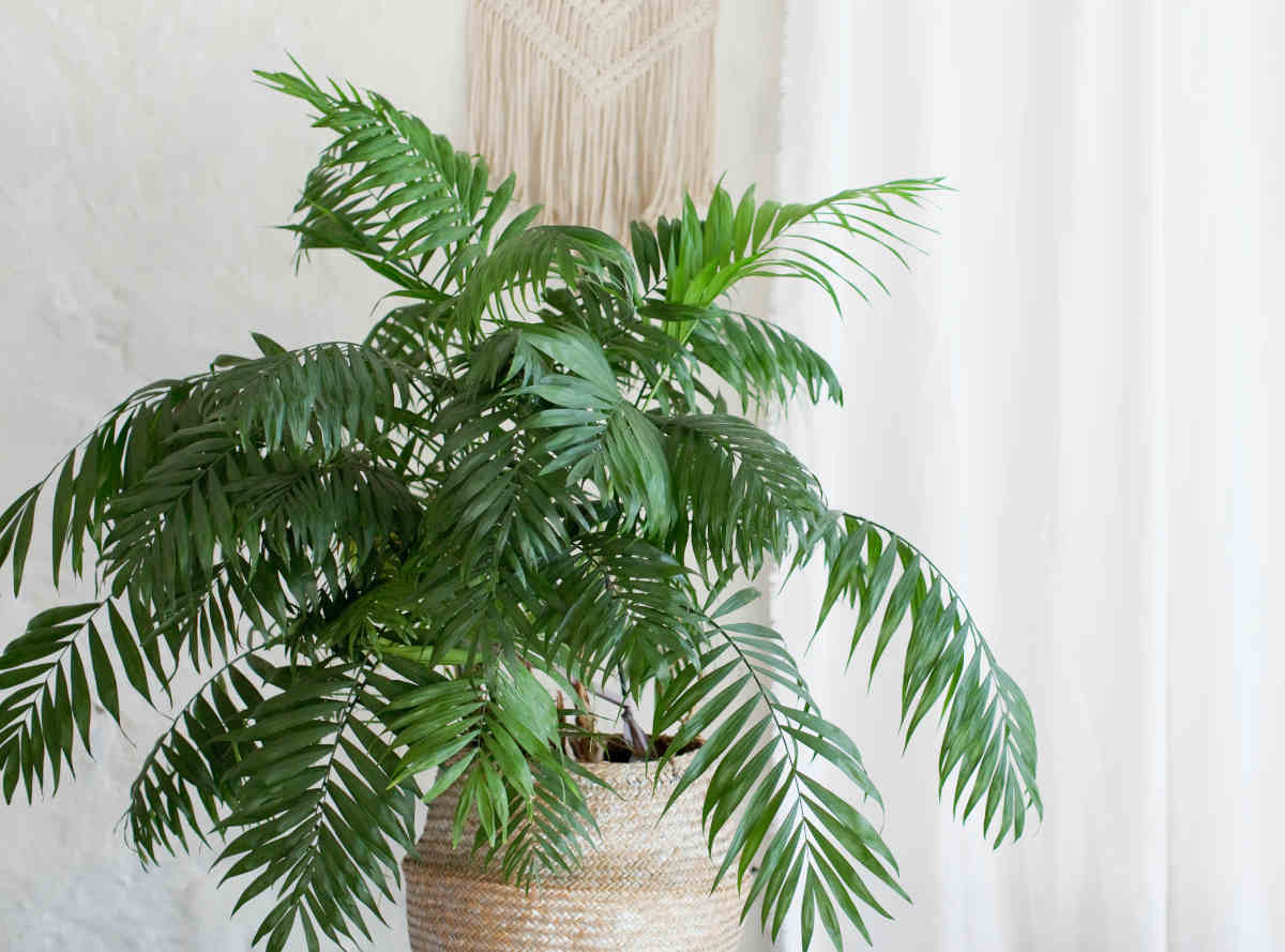 Areca, Plante verte