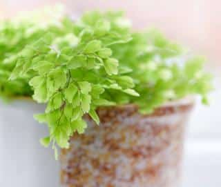 Capillaire en pot - Adiantum en pot