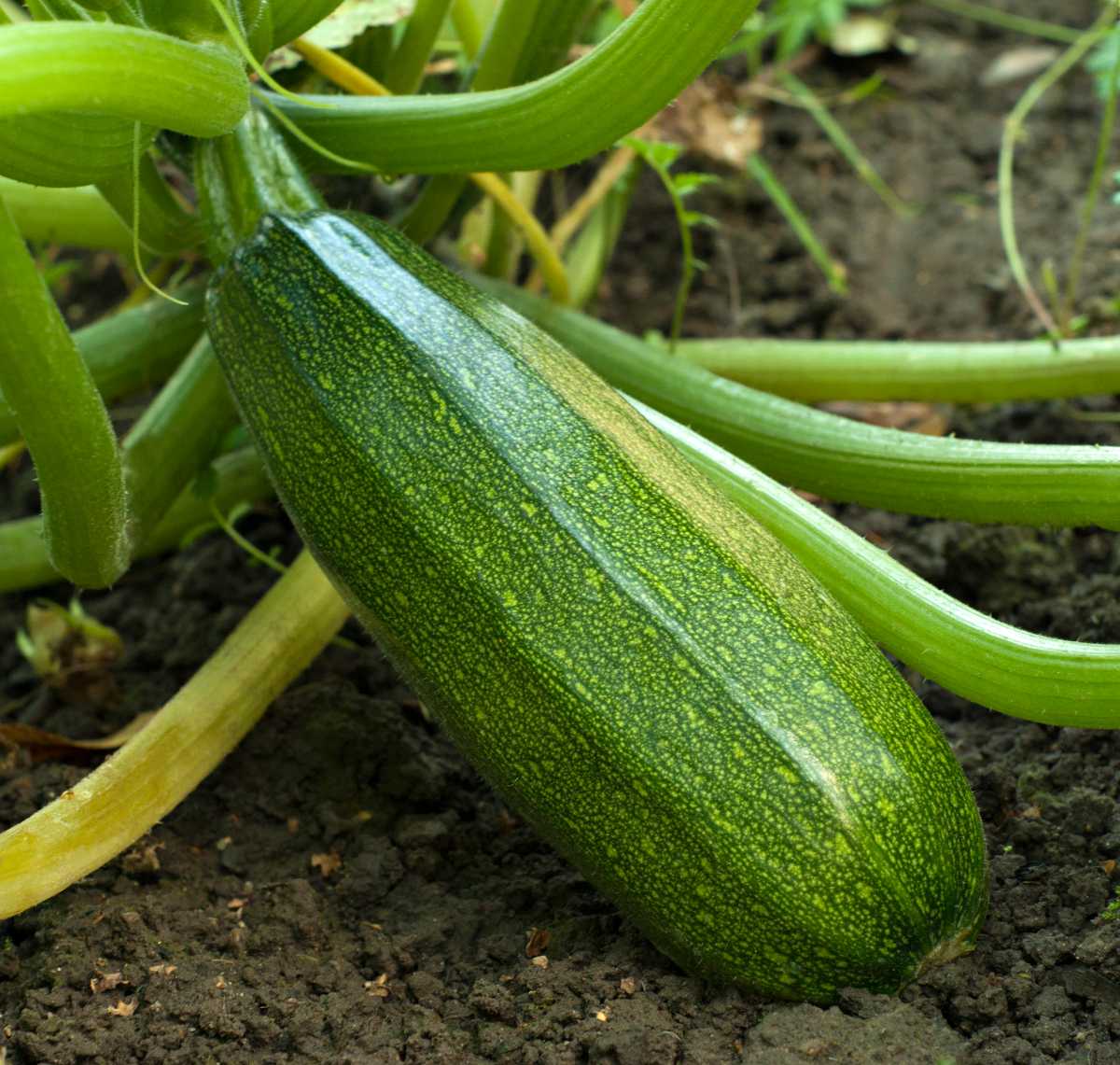 Courgette culture