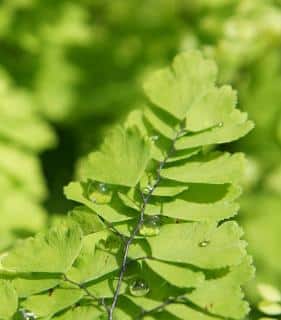 Culture et entretien - Adiantum capillus-veneris - Capillaire