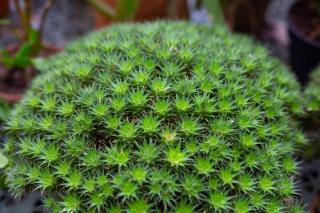 Deuterocohnia en pot - Abromeitiella